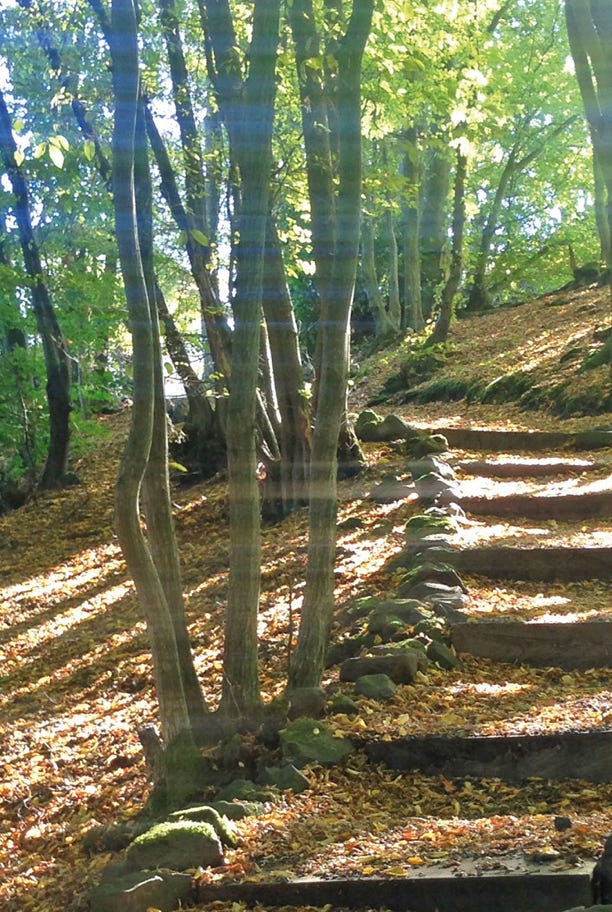 Ein Weg durch den Wald führt über Stufen aufwärts